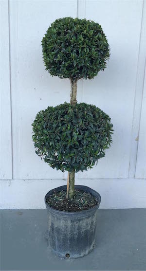 Eugenia Globulus Ball Topiary (Zone 9 through 11)